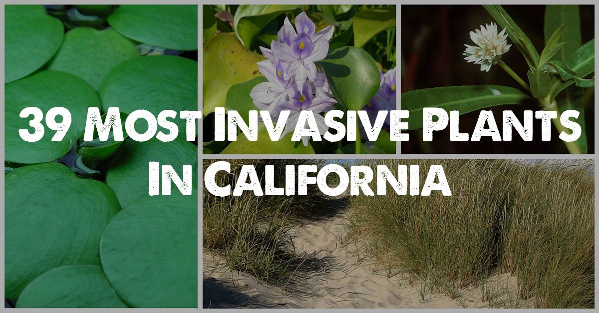 加州39种最具侵略性的植物