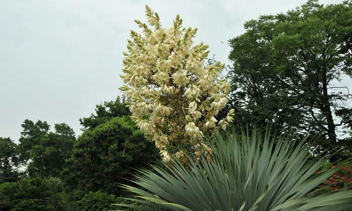 how to mulch around beaked yucca plant